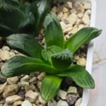 Haworthia Seedling MS369 Betsu Yamada x Obtusa x Comptoniana - 1