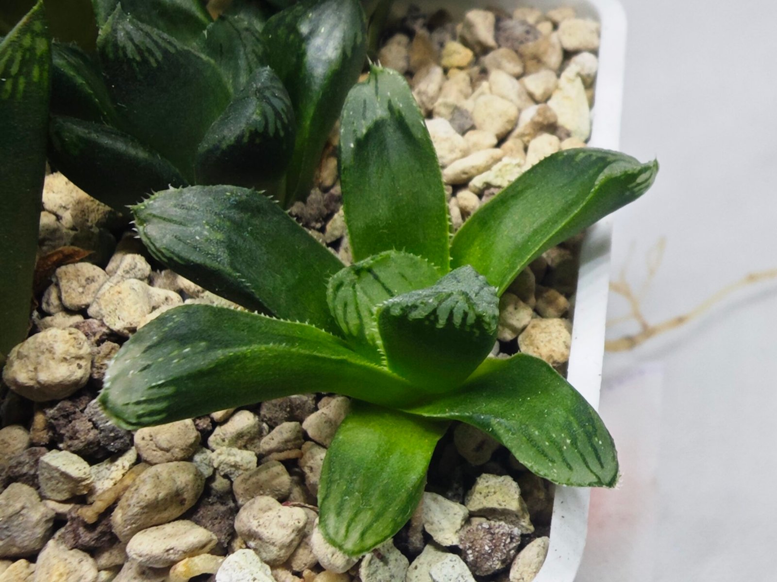 Haworthia Seedling MS369 Betsu Yamada x Obtusa x Comptoniana - 1
