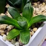 Haworthia Seedling MS369 Betsu Yamada x Obtusa x Comptoniana - 2