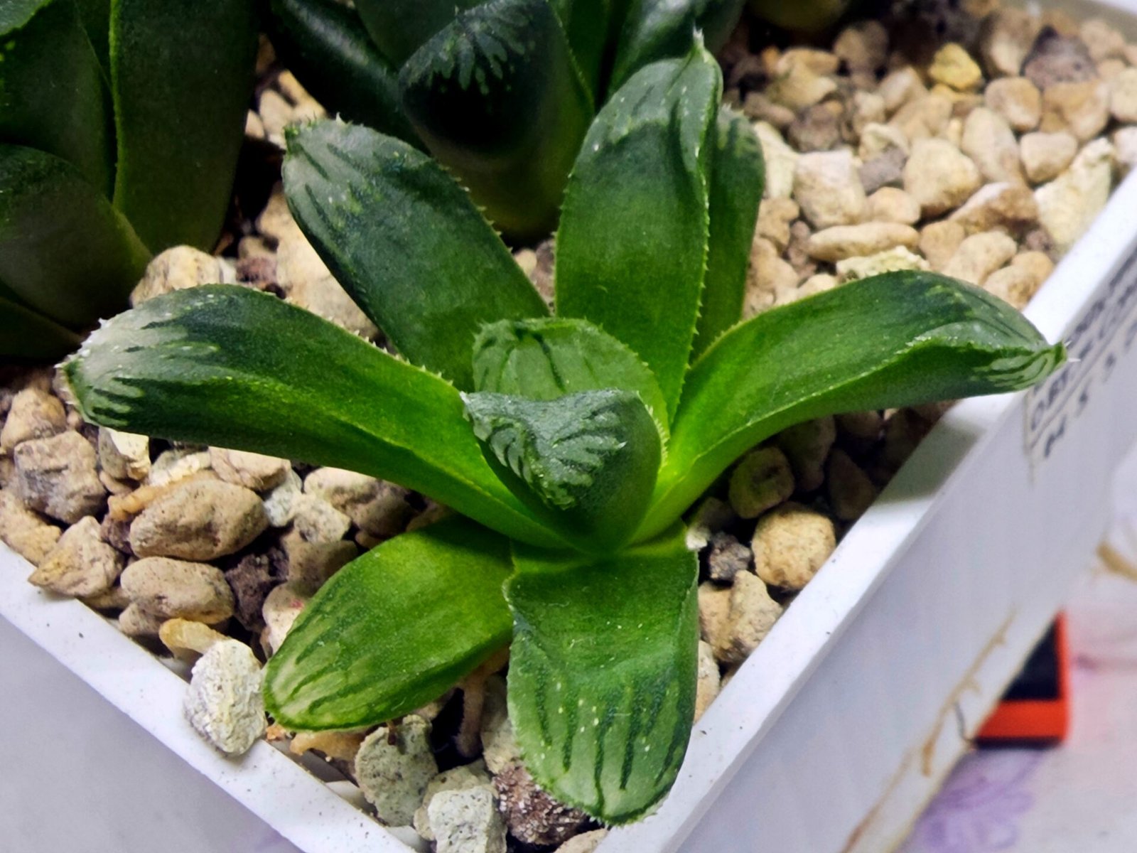 Haworthia Seedling MS369 Betsu Yamada x Obtusa x Comptoniana - 2