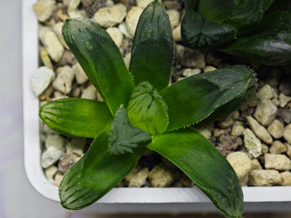 Haworthia Seedling MS369 Betsu Yamada x Obtusa x Comptoniana - 3