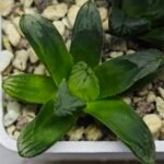 Haworthia Seedling MS369 Betsu Yamada x Obtusa x Comptoniana - 3
