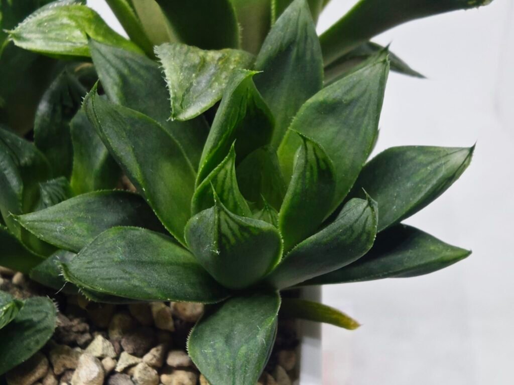 Haworthia Seedling MS370 Betsu Yamada x Obtusa x Comptoniana - 1