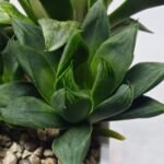 Haworthia Seedling MS370 Betsu Yamada x Obtusa x Comptoniana - 1