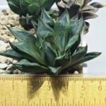 Haworthia Seedling MS365 Kohaku Hybrid x Betsu Yamada - 1