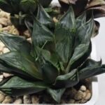 Haworthia Seedling MS365 Kohaku Hybrid x Betsu Yamada - 2