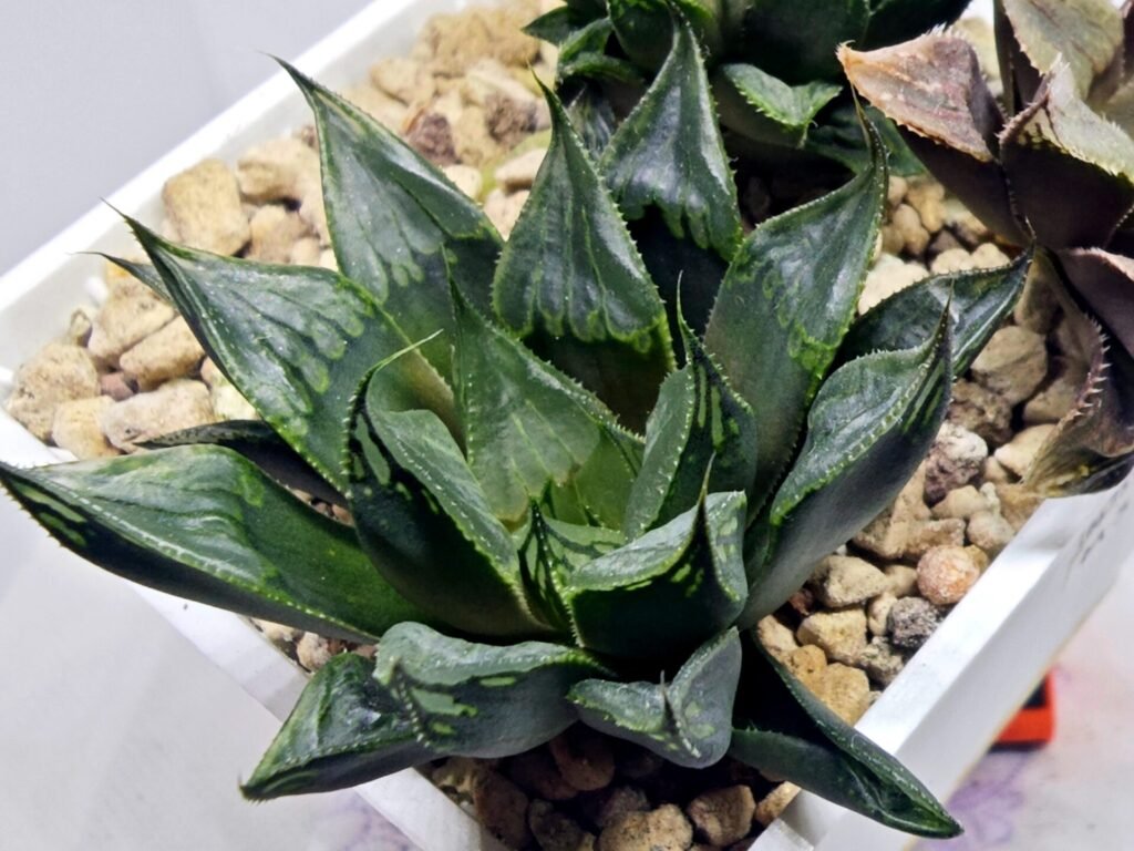Home 1 Haworthia Seedling MS365 Kohaku Hybrid x Betsu Yamada - 3