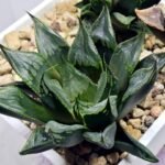 Haworthia Seedling MS365 Kohaku Hybrid x Betsu Yamada - 3