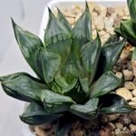 Haworthia Seedling MS365 Kohaku Hybrid x Betsu Yamada - 4