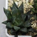 Haworthia Seedling MS365 Kohaku Hybrid x Betsu Yamada - 5