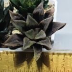 Haworthia Seedling MS366 Kohaku Hybrid x Betsu Yamada - 1