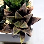 Haworthia Seedling MS366 Kohaku Hybrid x Betsu Yamada - 2