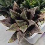 Haworthia Seedling MS366 Kohaku Hybrid x Betsu Yamada - 3