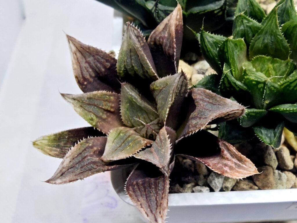 Haworthia Seedling MS366 Kohaku Hybrid x Betsu Yamada - 4