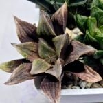 Haworthia Seedling MS366 Kohaku Hybrid x Betsu Yamada - 4
