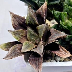 Haworthia Seedling MS366 Kohaku Hybrid x Betsu Yamada - 4