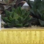 Haworthia Seedling MS368 Kohaku Hybrid x Betsu Yamada - 1