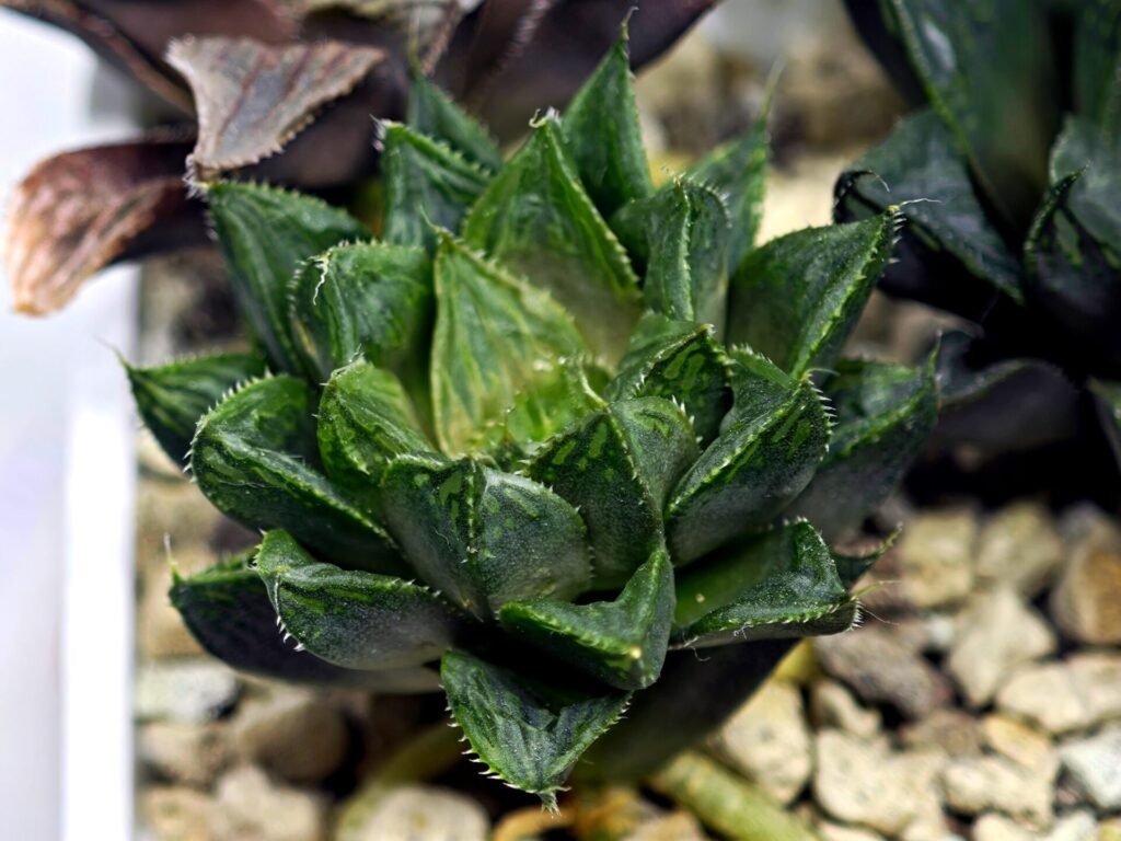 Haworthia Seedling MS368 Kohaku Hybrid x Betsu Yamada - 2