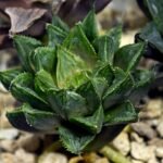 Haworthia Seedling MS368 Kohaku Hybrid x Betsu Yamada - 2