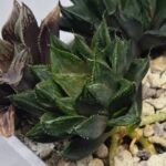 Haworthia Seedling MS368 Kohaku Hybrid x Betsu Yamada - 3