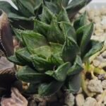 Haworthia Seedling MS368 Kohaku Hybrid x Betsu Yamada - 4
