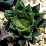 Haworthia Seedling MS368 Kohaku Hybrid x Betsu Yamada - 5
