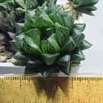 Haworthia Seedling MS362 Rock Sugar x Betsu Yamada - 1
