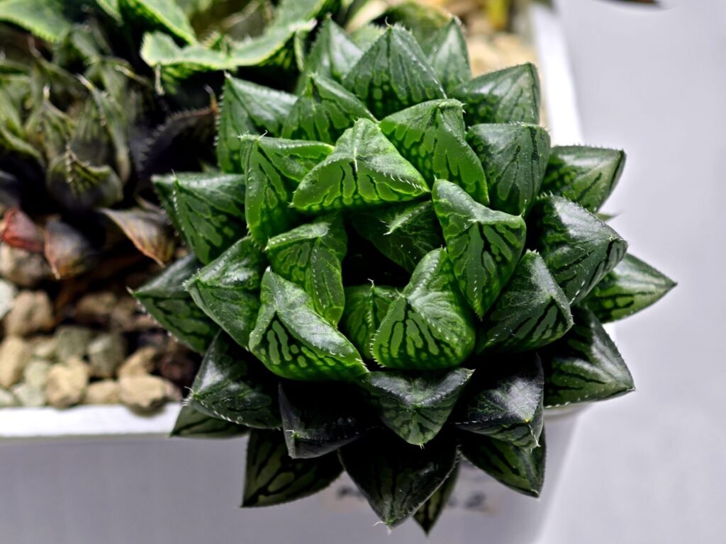 Home 4 Haworthia Seedling MS362 Rock Sugar x Betsu Yamada - 2