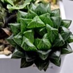 Haworthia Seedling MS362 Rock Sugar x Betsu Yamada - 2