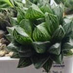 Haworthia Seedling MS362 Rock Sugar x Betsu Yamada - 3