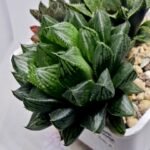 Haworthia Seedling MS362 Rock Sugar x Betsu Yamada - 4