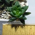 Haworthia Seedling MS363 Rock Sugar x Betsu Yamada - 1