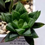 Haworthia Seedling MS363 Rock Sugar x Betsu Yamada - 2