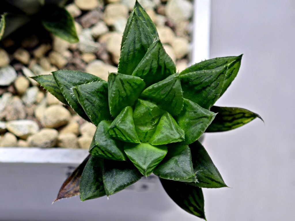 Home 10 Haworthia Seedling MS363 Rock Sugar x Betsu Yamada - 3