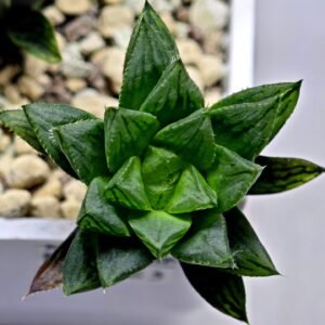 Haworthia Seedling MS363 Rock Sugar x Betsu Yamada - 3