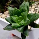 Haworthia Seedling MS363 Rock Sugar x Betsu Yamada - 4