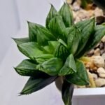 Haworthia Seedling MS363 Rock Sugar x Betsu Yamada - 5