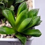 Haworthia Seedling MS359 Rock Sugar x Betsu Yamada - 1
