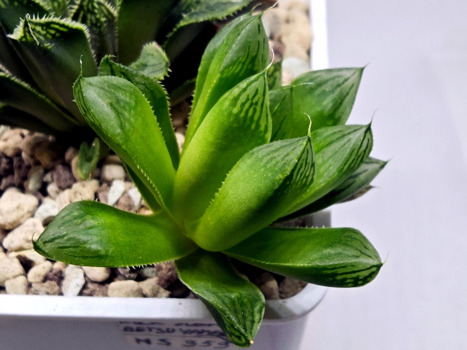 Haworthia Seedling MS359 Rock Sugar x Betsu Yamada - 1