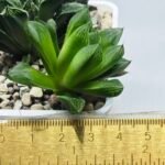 Haworthia Seedling MS359 Rock Sugar x Betsu Yamada - 2