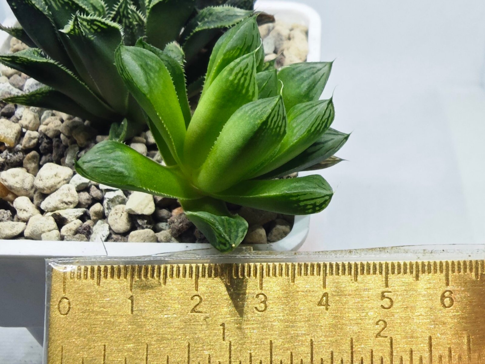 Haworthia Seedling MS359 Rock Sugar x Betsu Yamada - 2