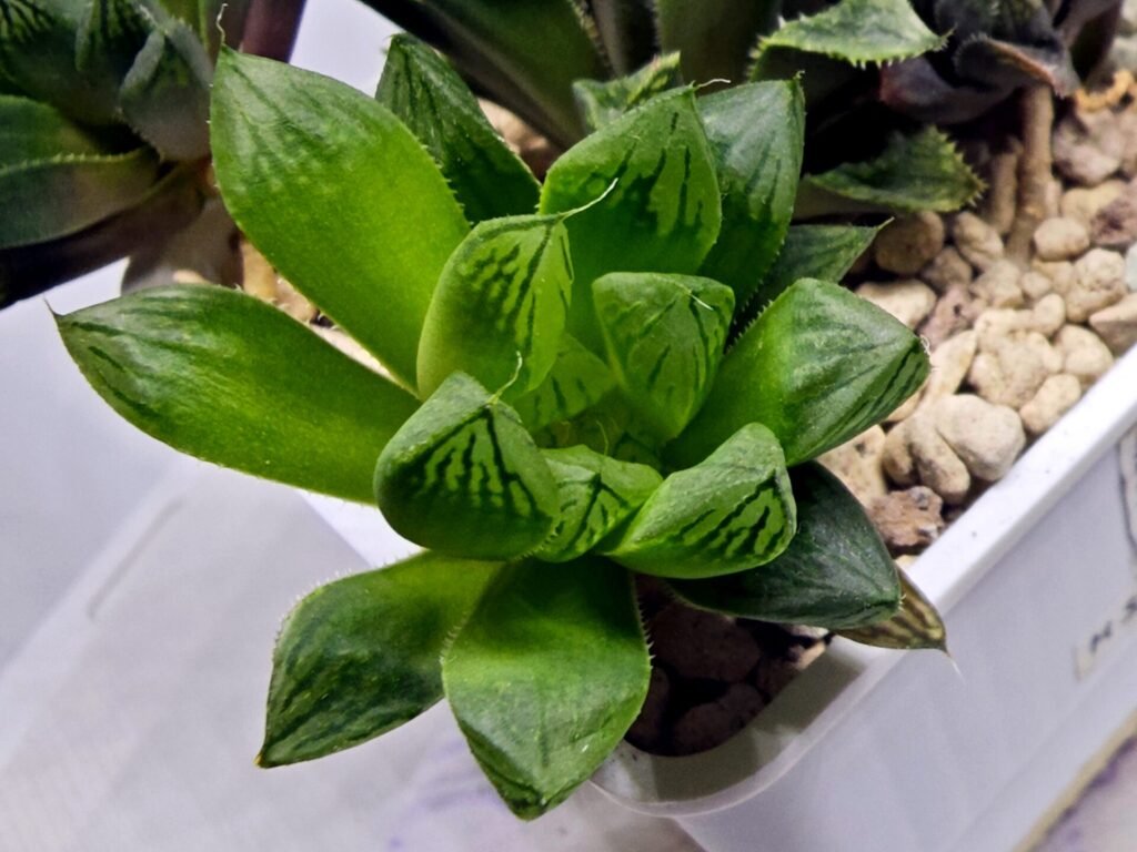Haworthia Seedling MS359 Rock Sugar x Betsu Yamada - 3