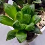 Haworthia Seedling MS359 Rock Sugar x Betsu Yamada - 3
