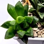 Haworthia Seedling MS359 Rock Sugar x Betsu Yamada - 4