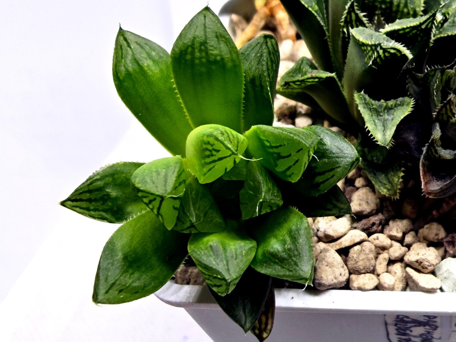 Haworthia Seedling MS359 Rock Sugar x Betsu Yamada - 4
