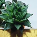 Haworthia Seedling MS464 Marin Variegated x Betsu Yamada - 1