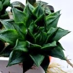 Haworthia Seedling MS464 Marin Variegated x Betsu Yamada - 2