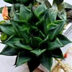 Haworthia Seedling MS464 Marin Variegated x Betsu Yamada - 3