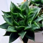 Haworthia Seedling MS464 Marin Variegated x Betsu Yamada - 4