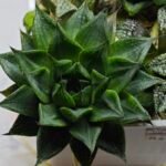 Haworthia Seedling MS464 Marin Variegated x Betsu Yamada - 5
